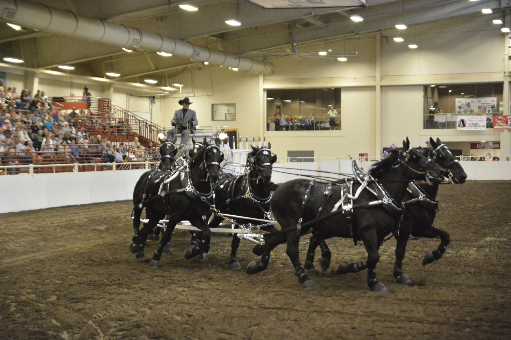 8-25-19 Draft Horse Hitch Final (137).JPG